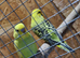 Baby budgies ready to leave now