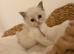 Ragdolls