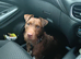 1 year old male patterdale terrier