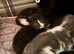 Last remaining kitten