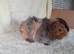 Pair of baby bonded boys