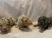 Labradoodle F1B Health clear pups