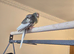 Hand reared Kakarikis