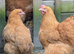 Large Fowl Buff Orpington Hatching Eggs X 6