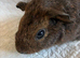 Lovely baby Guinea pigs