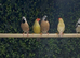 pair of parson finches