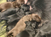 KC Liver and black puppies