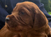 Beautiful Irish Setters