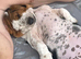 Female basset