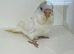 Beautiful baby budgies for sale