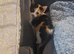 Two female kittens