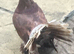 Pigeons for sale