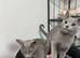Loving, cuddly pedigree Russian Blue