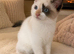Stunning ragdoll girl