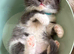 Two beautiful British shorthair cross kittens