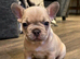 Adorable frenchie puppies