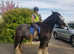 Welsh Cobs On Loan
