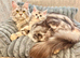 Mainecoon kitten silver tabby large cat Maine coon