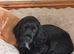 Male KC registered Cocker Spaniel Pup