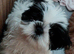 2 male Shih tzu puppies left for sale,