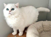 Zeus, Rare Copper Silver, British Shorthair, Male