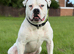 Johnson male bulldog for stud