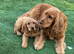 Gorgeous male cockapoo puppy available