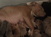Absolutely stunning American bully's 8 weeks old