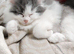 Adorable PersianX Kittens.Read description