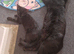 Kittens for rehoming