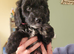 Puppies