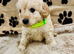 BEAUTIFUL F1 CAVAPOO PUPPIES EXTENSIVELY HEALTH TESTED PARENTS