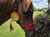 Most genuine Thoroughbred