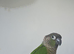 Conures x8 pineapple,crimson,green cheeks,turquoise