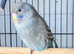 Rare (Last) bf male budgie