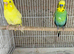 Budgie pair
