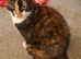 Missing Cat