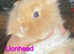 Baby lionhead girls X 3