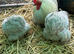 Lavender pekins POL hens