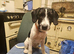 1 springer spaniel x fox terrier pups available
