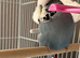 English male budgie