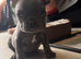 Stunning litter of true to type Frenchbulldogs last blue boy left ready to go this weekend