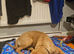 Cane corso her name is sky