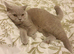 Persian cat