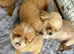 Poochon puppy's