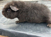 Baby Teddy Guinea Pig Female