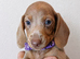 Miniature dachshunds health clear