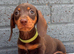 5 miniature dachshund puppies ready to leave