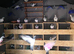 Pakistani pigeons