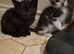 Beautiful kittens male & female looking for new forever home